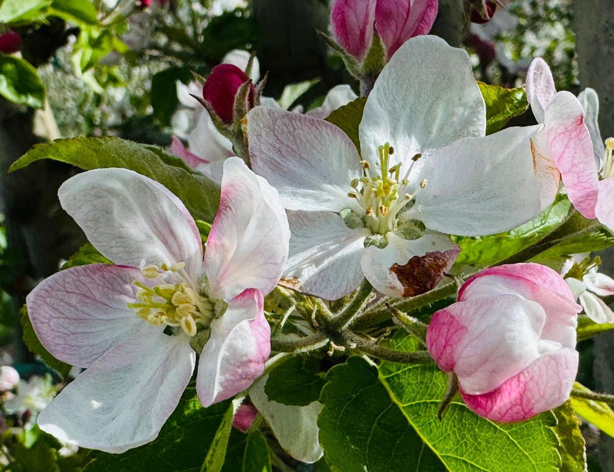 Ferienwohnungen Jojasa 拉塞斯 外观 照片